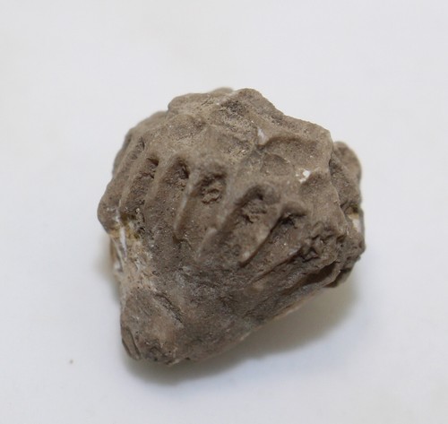 Crinoide calliocrinus - crinoide,,
