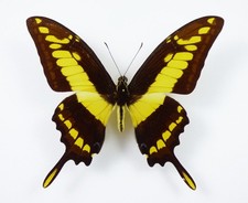 Papilio thoas Männchen