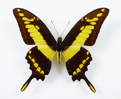 Papilio thoas männchen - papilio,