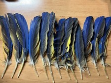 13 mittellange Papageienfedern
