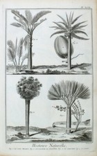 Drachenblut Harz Drachenbaum