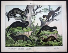 1890 Marder Iltis Raubtiere