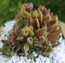Sempervivum "Red Oddity" - 2x