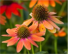 Echinacea purpurea - 3,