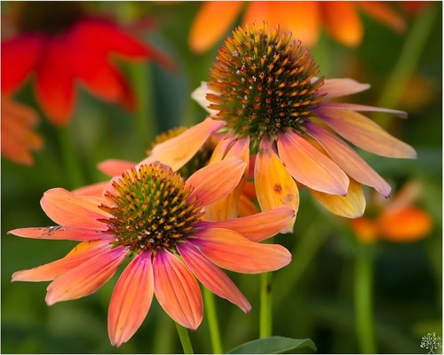 Echinacea purpurea - 1, x