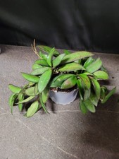 Hoya wayetii Wachsblume