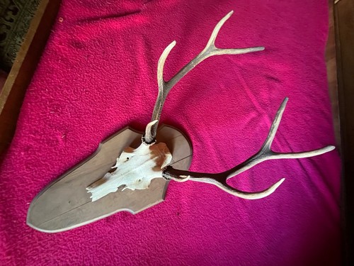 Jagdtrophäe geweih rotwild - jagdtrophäe,