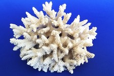 Deko aquarium weißer - aquarium,,