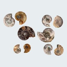 Ammoniten Paar aus Madagaskar