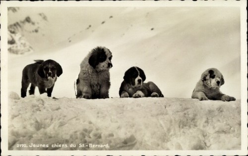 Junge bernhardiner hunde - ak,