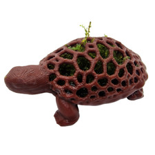 Moos Schildkörte / Moos