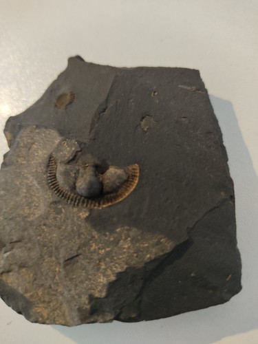 Rarität cephalon trinucleus - rarität:,