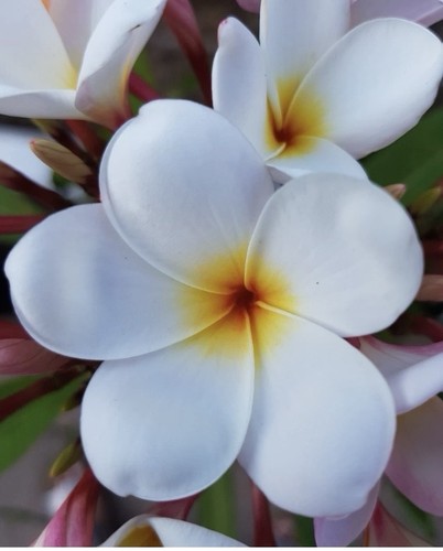 Plumeria rubra mini white - rubra,
