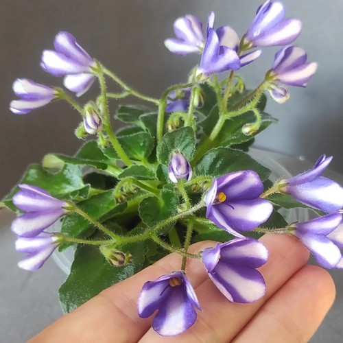 African violet - african,