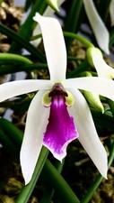 Leptotes species major big - species,