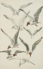 C. FISCHER-GURIG (*1860), Studien von Lachmöwen, um 1890, Bleistift Realismus