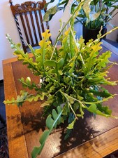 Epiphyllum anguliger