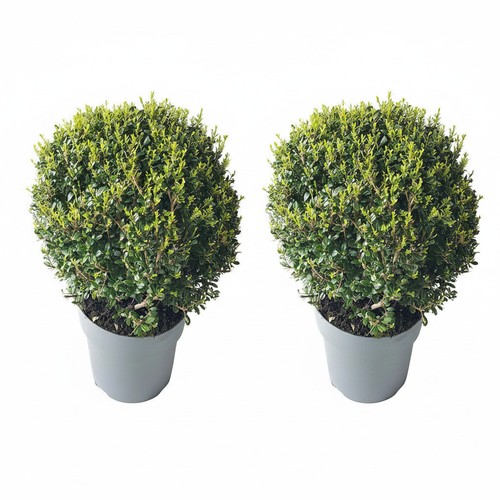 Ilex kugel cm - 2x, –