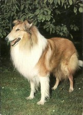 Hunde Collie