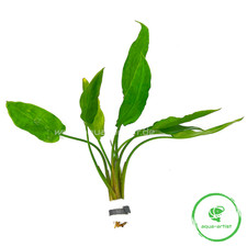 Cryptocoryne ciliata Gewimperter Wasserkelch Bund Aquarium Wasserpflanze