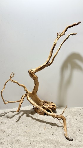 Drachenwurzel curl wurzel - drachenwurzel,,