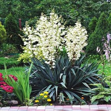 Yucca winterhart Staude Rhizom