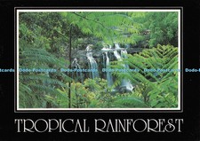 D132564 Tropical Rainforest