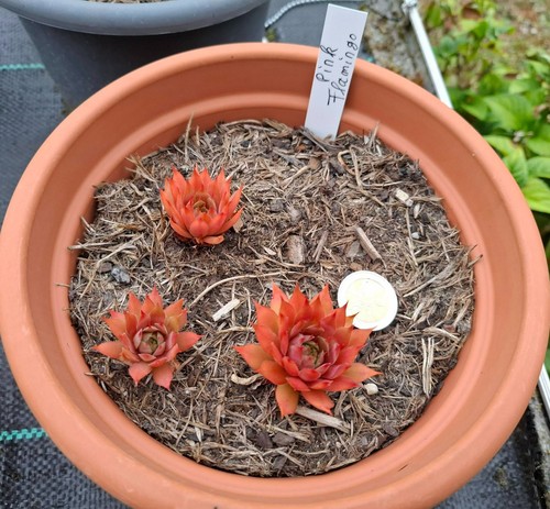 Dachwurz hauswurz sempervivum - hauswurz,