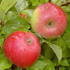 Prinz Albrecht von Preußen Herbstapfel Apfelbaum Buschbaum Halbstamm Hochstamm