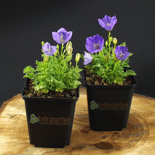 Campanula blaue clips viele - campanula,
