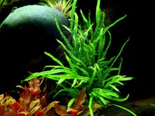 Aquarium Pflanze Microsorum