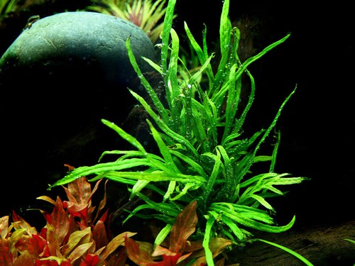 Aquarium pflanze microsorum - aquarium,