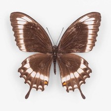 Papilio Canopus Canopinus ♀