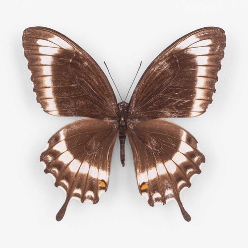 Papilio canopus canopinus - papilio,