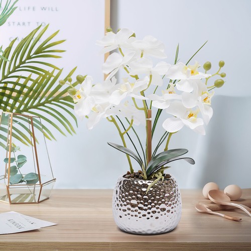 Nstliche orchidee im - im, topf