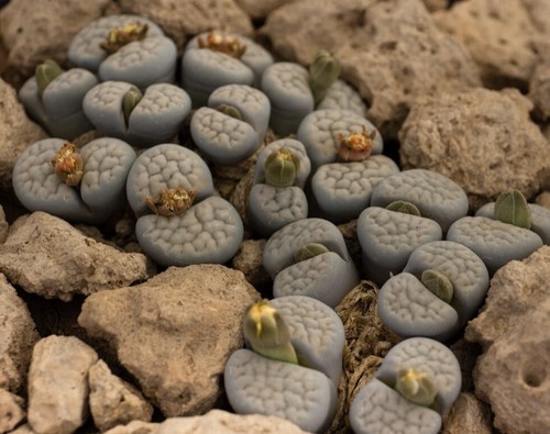 Lithops schwantesii samen - lithops, 20