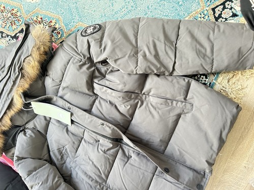 Canada goose winter - goose,