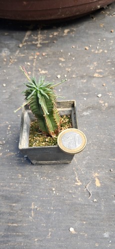 Euphorbia polygona kakteen - euphorbia,