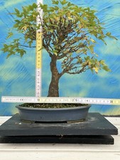 Joe bonsai dreispitzahorn acer - joe,