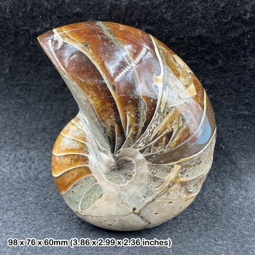 Fossil nautilus ammonit - nautilus,