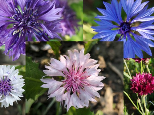 500 bunte kornblumen samen - 500,