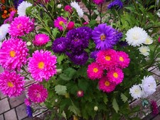 1000 samen sommeraster - sommeraster, bunte