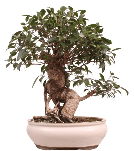 Bonsai ficus retusa - ficus,