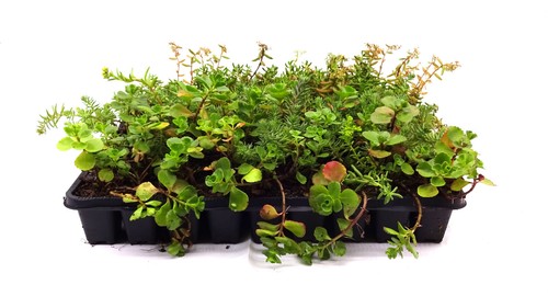 Stück sedum flachballen - stück,
