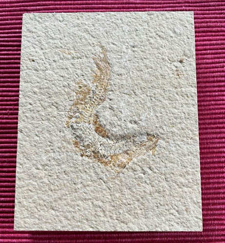 Fossil fisch tierfossil auf - fossil,