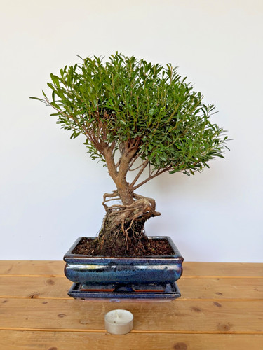Zimmerbonsai kirschmyrte - zimmerbonsai,