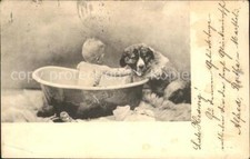 11788498 Hunde Kind Wanne baden 