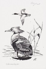 Gänsesäger säger merganser - gänsesäger,