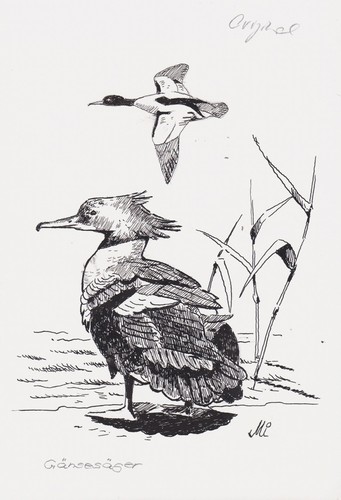 Gänsesäger säger merganser - säger,