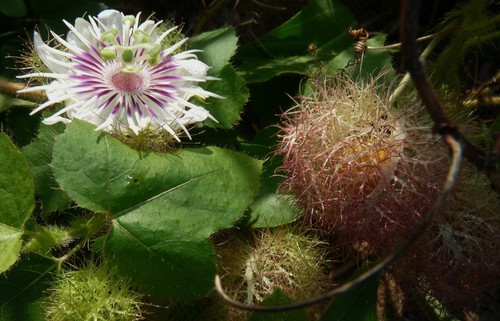 Passiflora foetida var